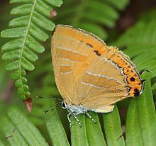 Japonica (butterfly) httpsuploadwikimediaorgwikipediacommonsthu