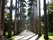 Jardim Botânico, Rio de Janeiro httpsuploadwikimediaorgwikipediacommonsthu