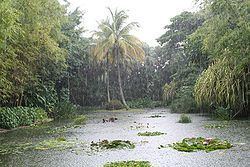 Jardin botanique de Deshaies httpsuploadwikimediaorgwikipediacommonsthu