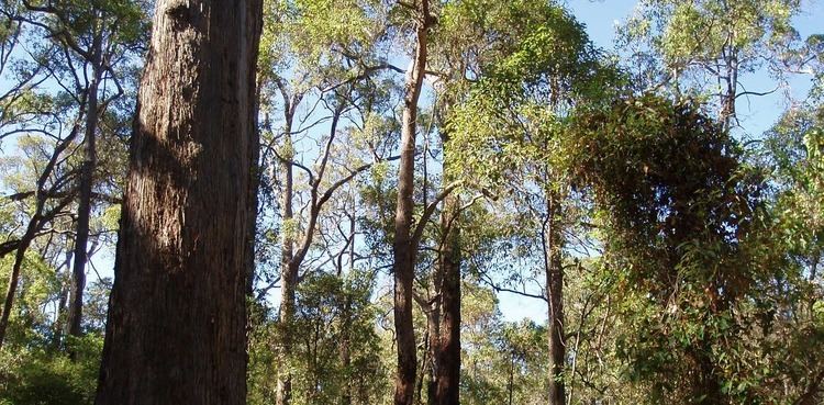 EcoCheck: Australia&#39;s Southwest jarrah forests have lost their iconic giants