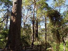 Jarrah Forest httpsuploadwikimediaorgwikipediacommonsthu