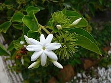Jasmine in Karnataka httpsuploadwikimediaorgwikipediacommonsthu