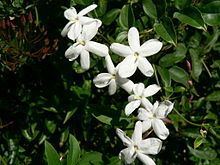 Jasmineae httpsuploadwikimediaorgwikipediacommonsthu