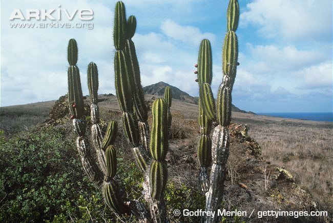 Jasminocereus Cactus videos photos and facts Jasminocereus thouarsii ARKive
