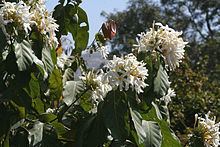 Jasminum angustifolium httpsuploadwikimediaorgwikipediacommonsthu