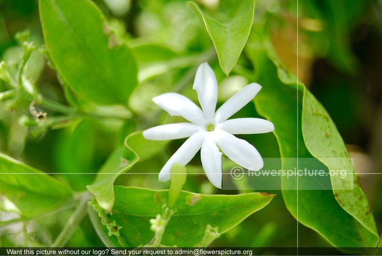 Jasminum auriculatum Jasminum Auriculatum Indian Jasmine
