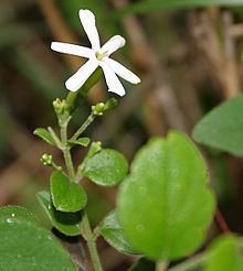 Jasminum auriculatum httpsuploadwikimediaorgwikipediacommonsthu