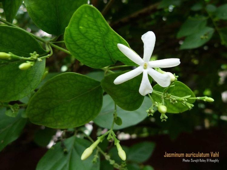 Jasminum auriculatum Medicinal Plants Jasminum auriculatum