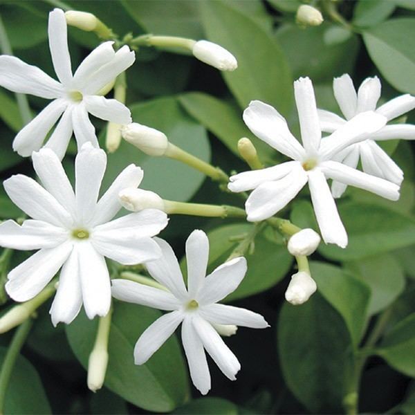 Jasminum azoricum Azores Jasmine Jasminum azoricum