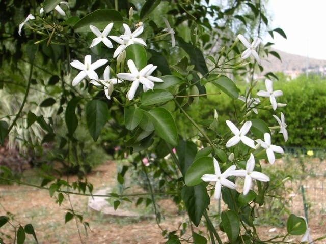 Jasminum azoricum lambleycomausitesdefaultfilesstylesfullima