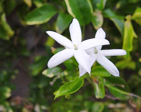 Jasminum azoricum GardensOnline Jasminum azoricum