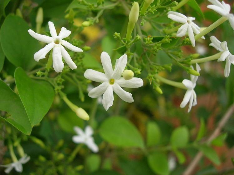 Jasminum grandiflorum aromatherapytipsandtricks Jasmine Absolute Jasminum grandiflorum