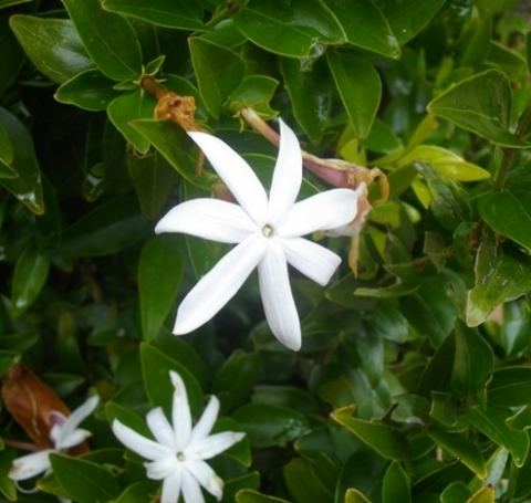 Jasminum multipartitum Photos of South African Plants Category Climbers Image