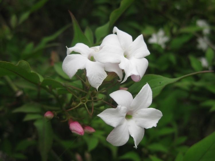 Jasminum officinale Pacific Horticulture Society Hardy Fragrant Jasmine