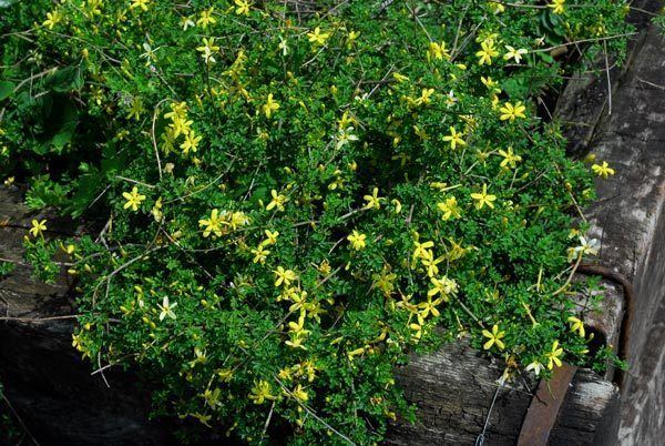 Jasminum parkeri Oleaceae