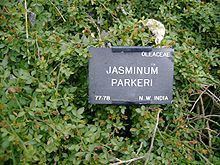 Jasminum parkeri httpsuploadwikimediaorgwikipediacommonsthu