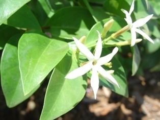 Jasminum volubile Jasminum volubileLandscape Plants For South Florida