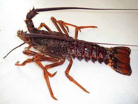 Jasus edwardsii SOUTHERN ROCK LOBSTER Photos Info Catch Cook Buy