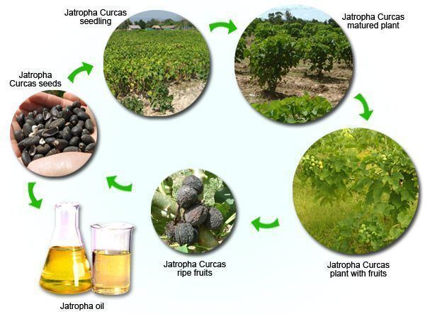 Jatropha Jatropha PlantationJatropha Seeds Oil SupplierIndia