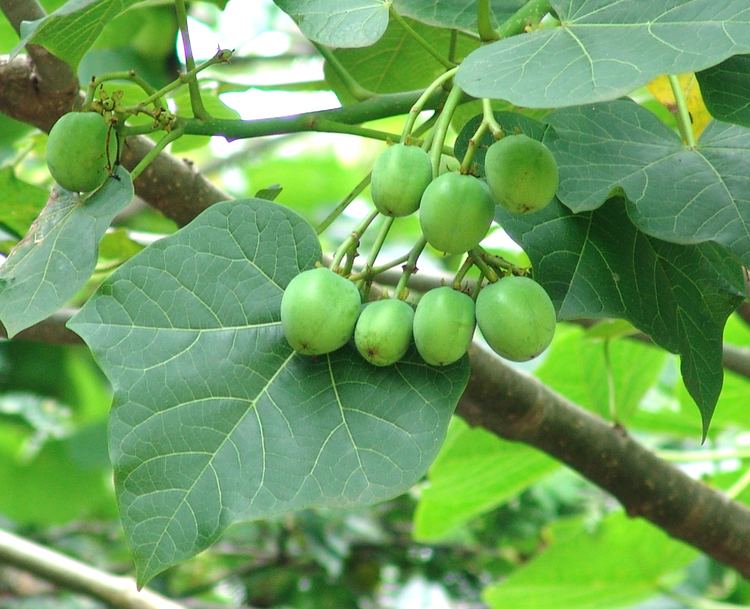 A close-up view of the leaves of Jatropha curcas with unripe fruits.