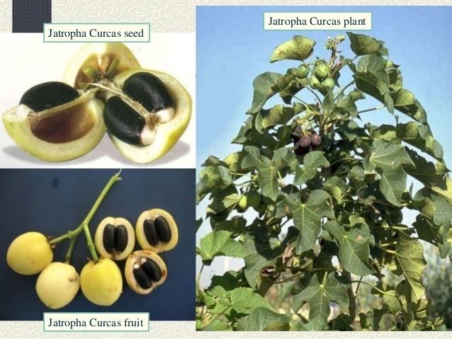 On the left, are seeds and fruits of Jatropha curcas, seeds are black while fruits are yellow. On the right, is a Jatropha curcas plant with unripe fruits.