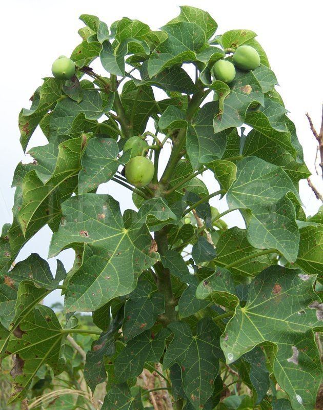 A Jatropha curcas plant with unripe fruits.
