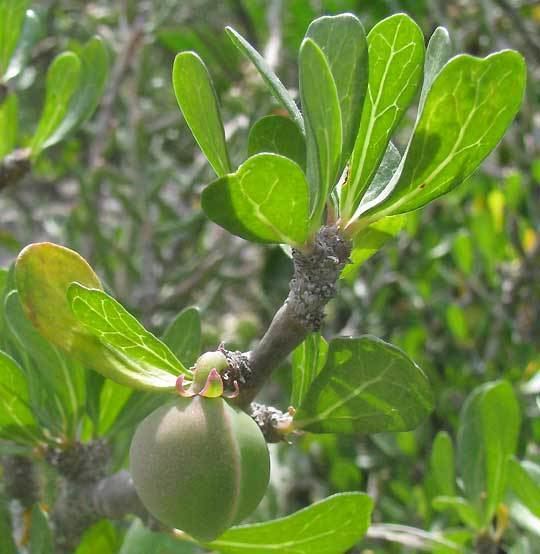 Jatropha dioica Leatherstem JATROPHA DIOICA