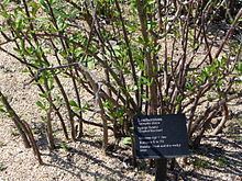 Jatropha dioica httpsuploadwikimediaorgwikipediacommonsthu