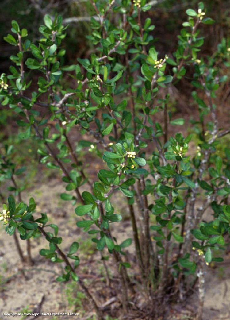 Jatropha dioica Texas Native Plants Database