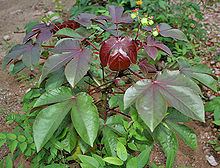 Jatropha httpsuploadwikimediaorgwikipediacommonsthu