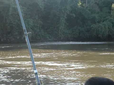 Jauru River (Mato Grosso) httpsiytimgcomviTrZRhzlTzUohqdefaultjpg