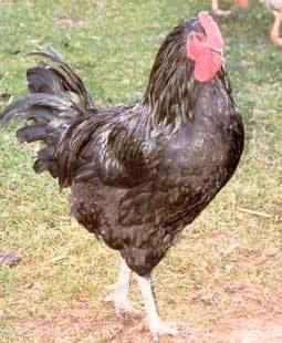 Java chicken Repopulating the Endangered Heritage Java Chicken Homesteading and