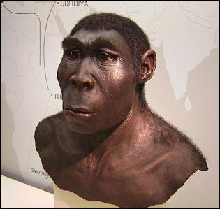Java Man HOMO ERECTUS JAVA MAN AND PEKING MAN AND OUT OF AFRICA THEORY