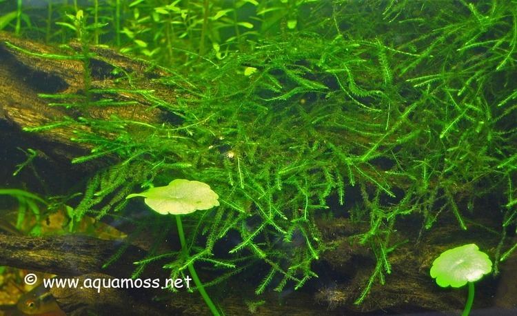 Java moss Java Moss Taxiphyllum barbieri How to grow Aquatic Moss