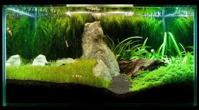 Java moss Java Moss How to Grow Carpets Walls Trees and More Aquascape