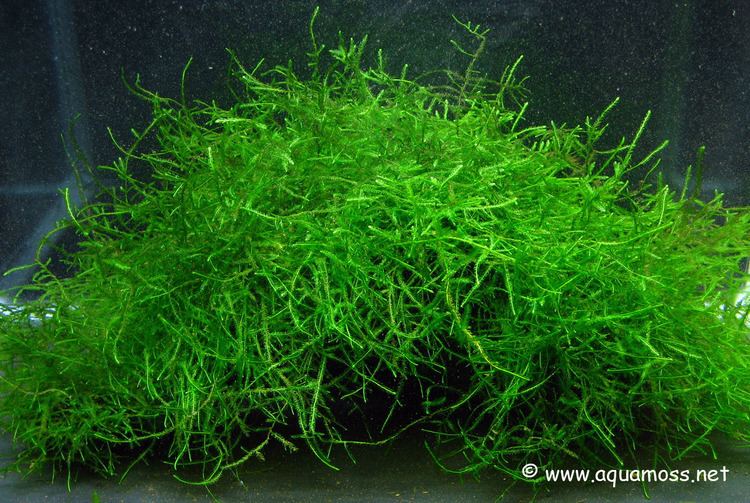 Java moss The Scientific Name of Java Moss Information on how to grow Aquatic