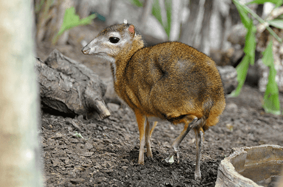 Java mouse-deer A deer no bigger than a hamster Meet the tiny Java mousedeer