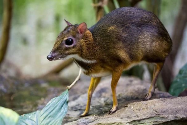 Java mouse-deer The Java MouseDeer is a species of Chevrotain native to Indonesia