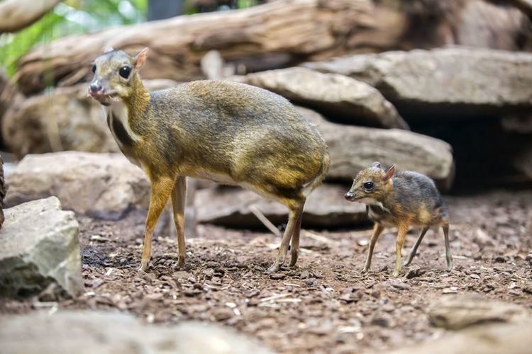 Java mouse-deer Tiny Java Mouse Deer Debuts at Artis Zoo ZooBorns