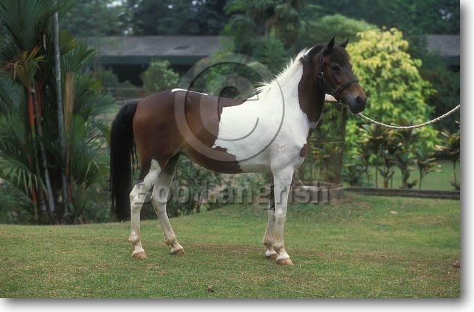 Java Pony Bob Langrish Equestrian Photographer Images
