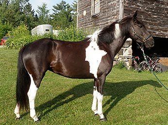 Java Pony Java Pony Kumingan Pony Info Origin History Pictures Horse