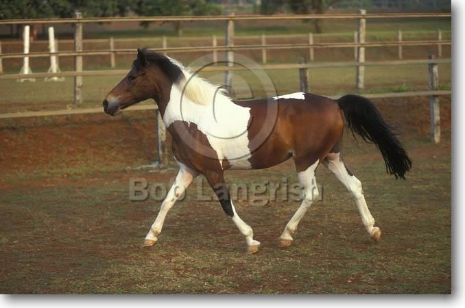 Java Pony Bob Langrish Equestrian Photographer Images