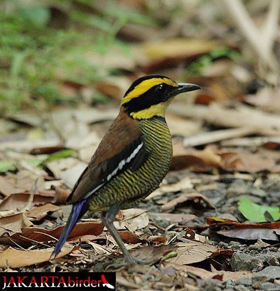 Javan banded pitta Oriental Bird Club Image Database Javan Banded Pitta Pitta guajana