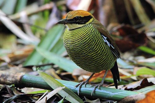 Javan banded pitta Surfbirds Online Photo Gallery Search Results