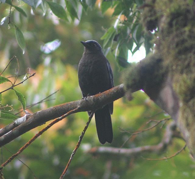 Javan cochoa Javan Cochoa Cochoa azurea Frontal view of a female perched in a