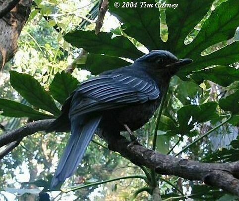 Javan cochoa Oriental Bird Club Image Database Photographers