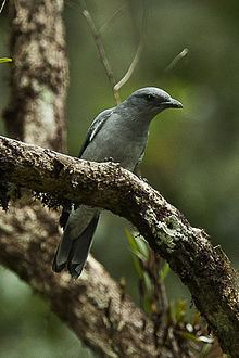 Javan cuckooshrike httpsuploadwikimediaorgwikipediacommonsthu