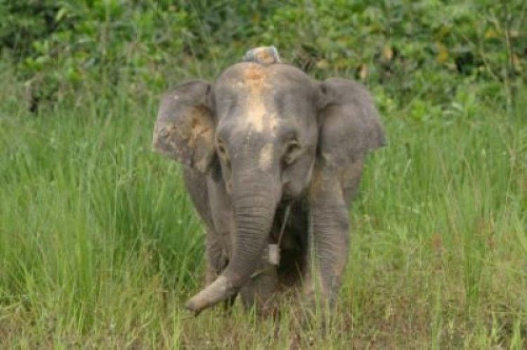 Javan elephant httpsimagessciencedailycom2008040804162233