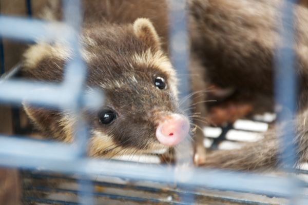 Javan ferret-badger Bizarre littleknown carnivore sold as illegal pet in Indonesian