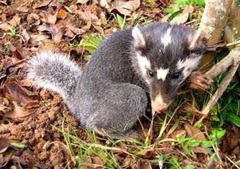 Javan ferret-badger Javan FerretBadger Melogale orientalis Gli animali Pinterest